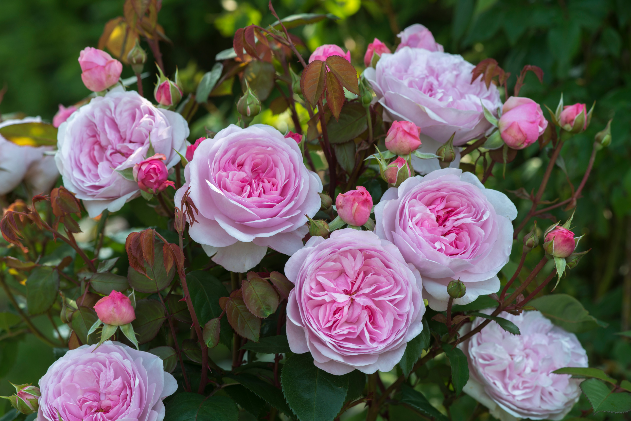 Annie Rose Bush