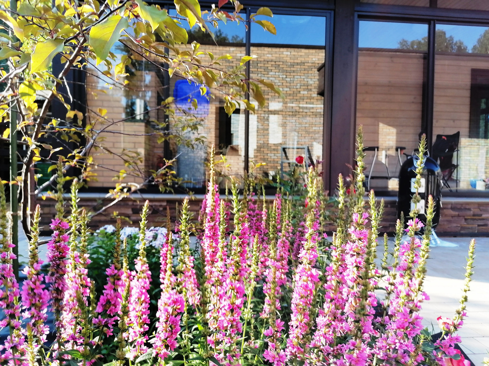 Небольшой сад в современном стиле