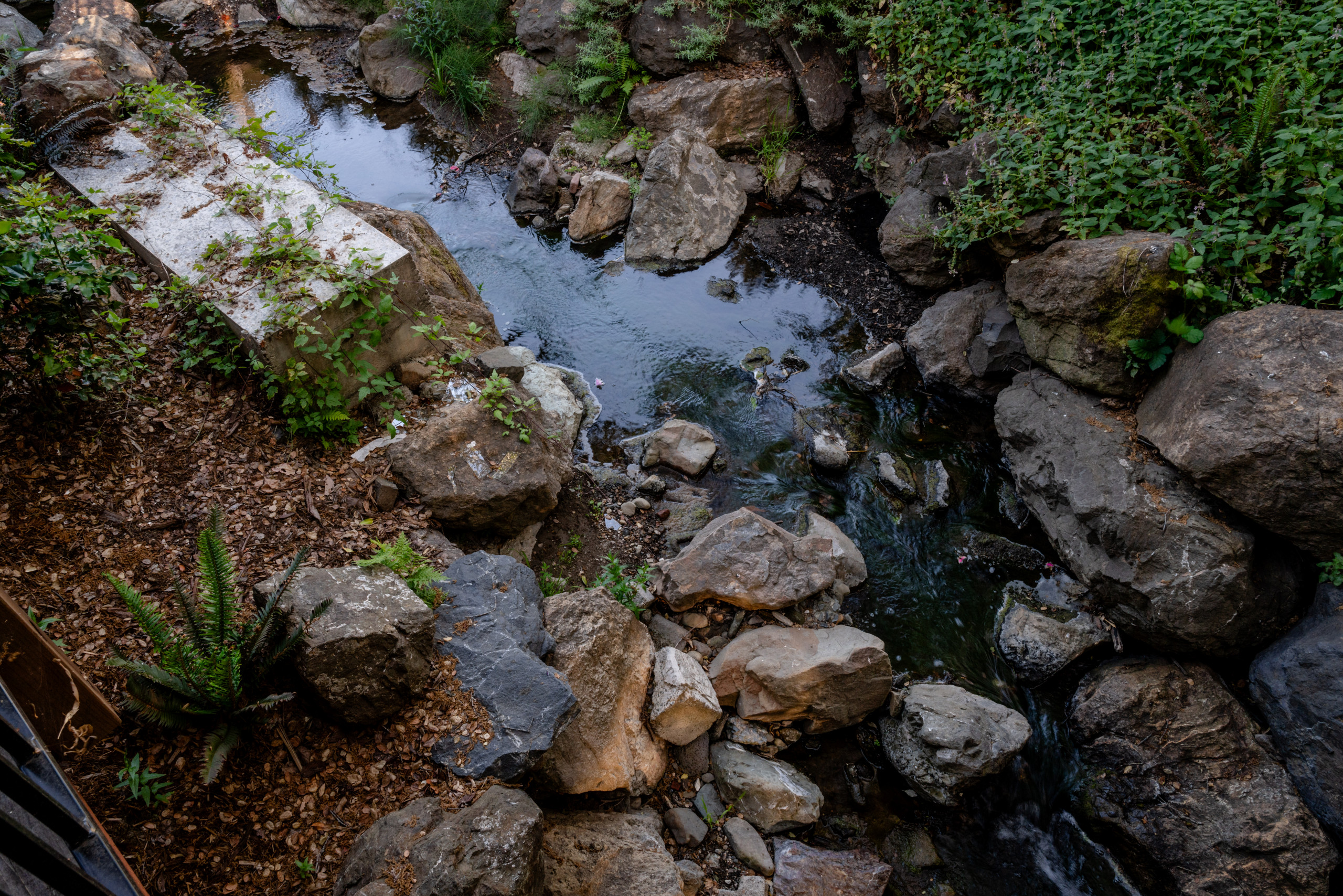 View from Above: Creekside Habitat with Ferns and Natural Boulders