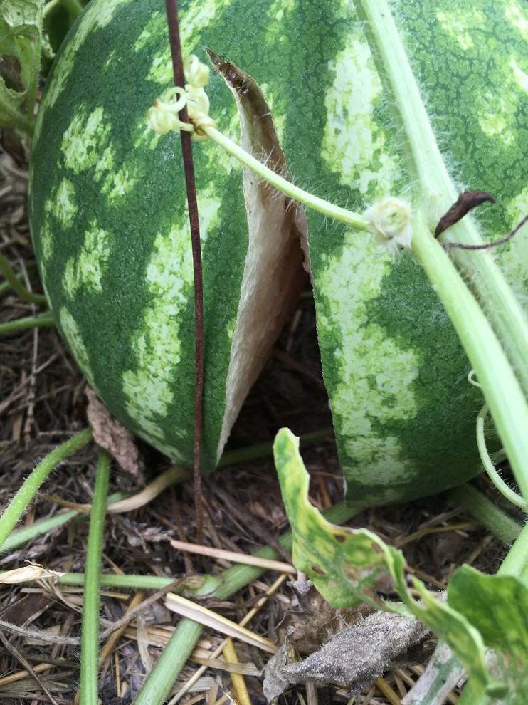 Watermelon splitting...why?
