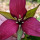 evelyn_betz