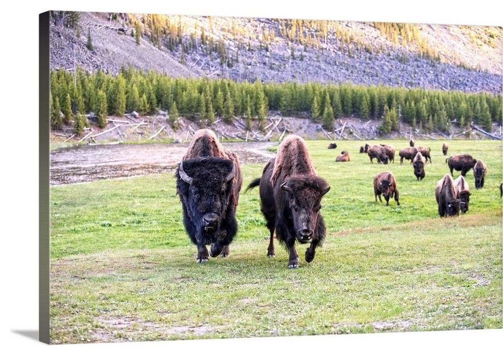 "Bison at Yellowstone" Wrapped Canvas Art Print, 18"x12"x1.5"