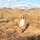 sarah_ford_sjt