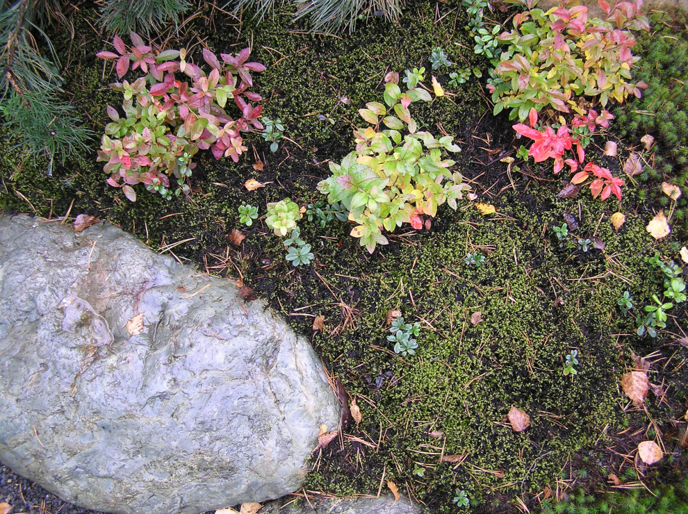 Брусничник