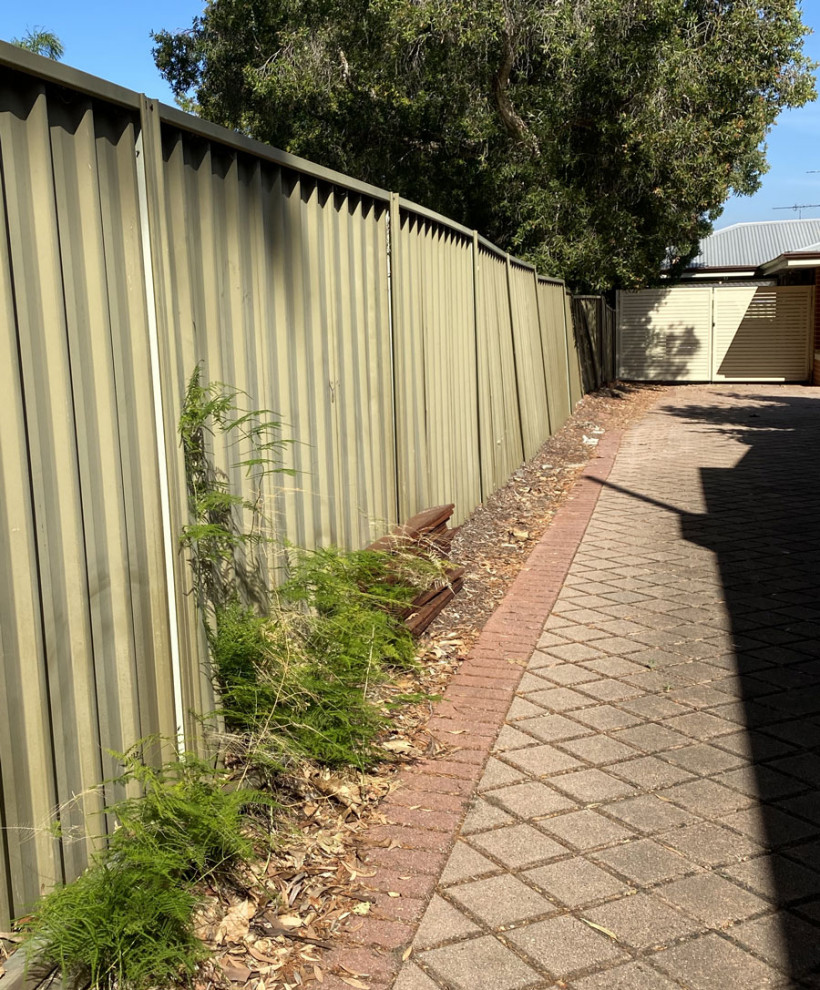 Best Screening Plant for narrow space Houzz AU
