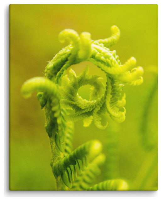 Nature's Perfection Floral Nature Photography Canvas Wall Art Print, 16