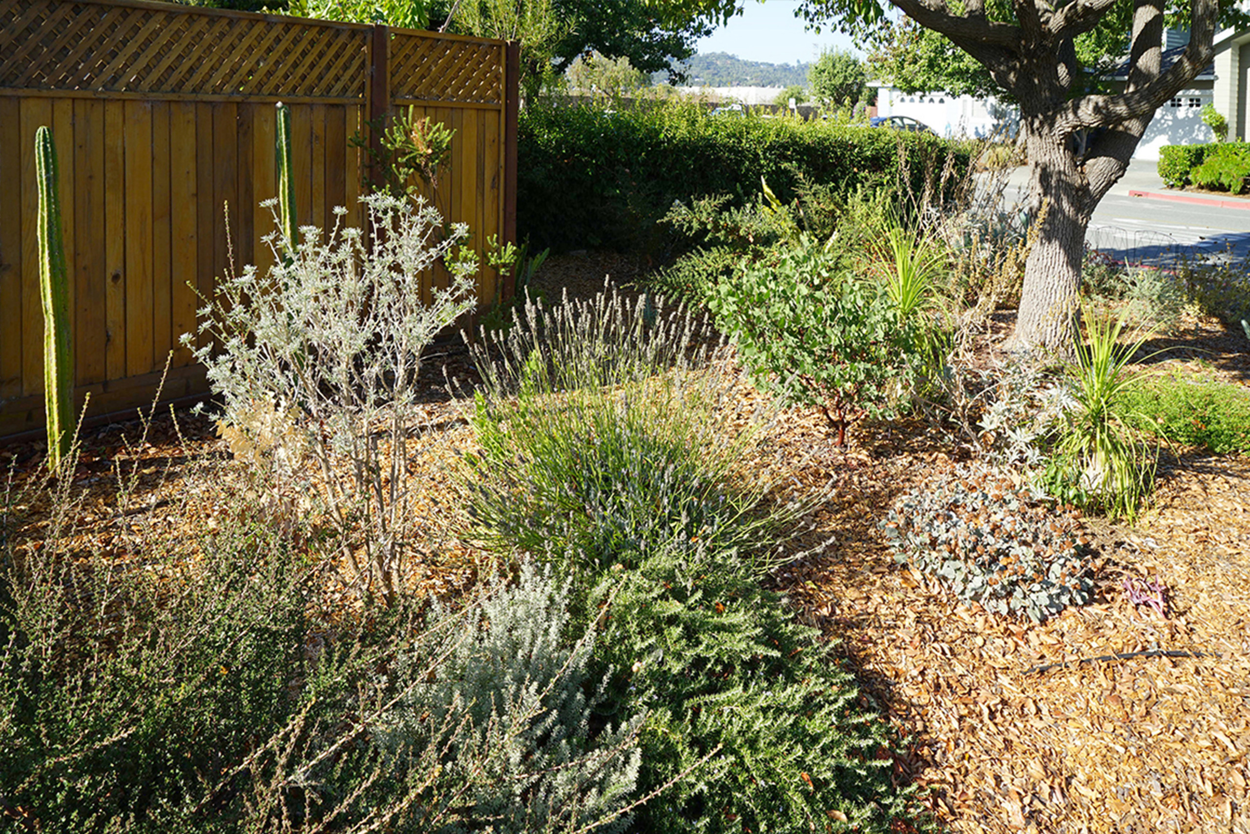 A California native garden in winter