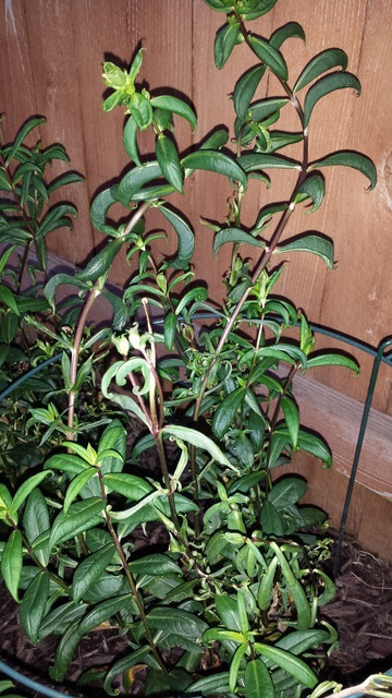 Garden Phlox leaves curling inward, limp