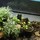 Planting