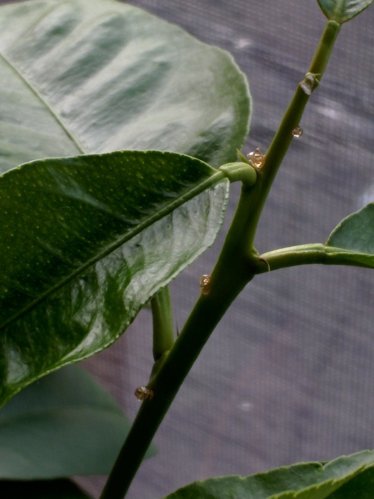 Crystallizing sap on dwarf Meyer lemon tree stems