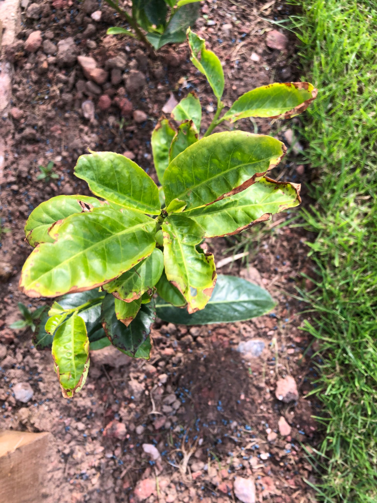 New cherry laurel plants leaves turning brown!