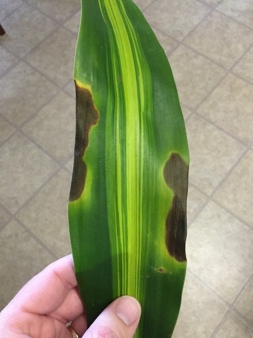 Fusarium Leaf Spot