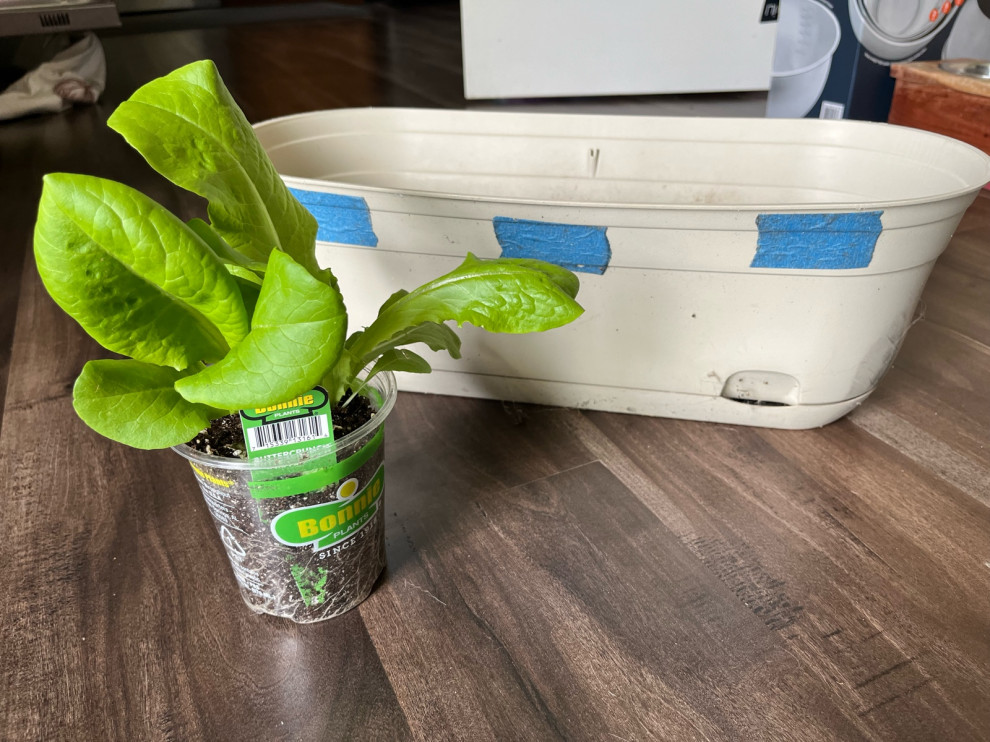 buttercrunch Bibb lettuce