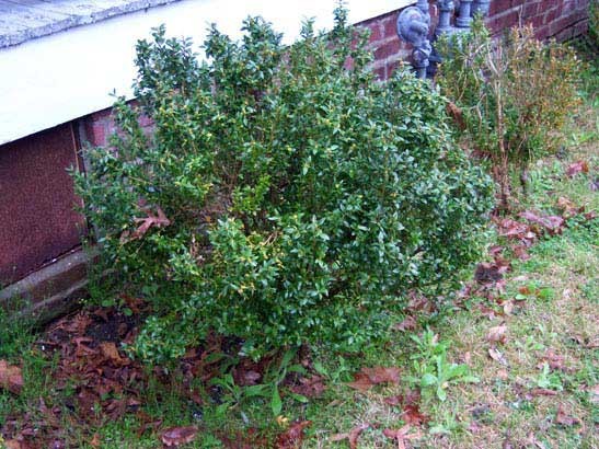 Check Shrubs Shrubs need identifying and help!