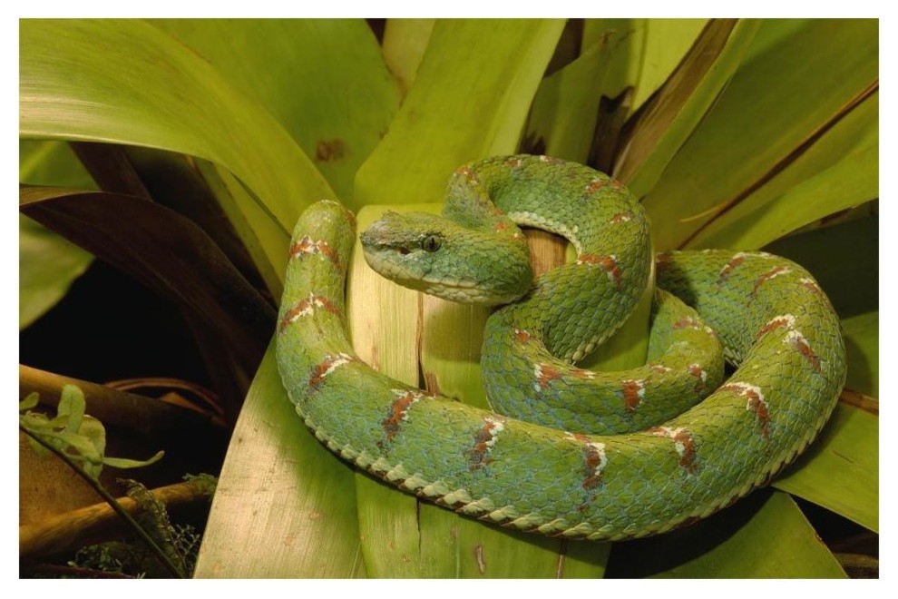 eyelash viper venom