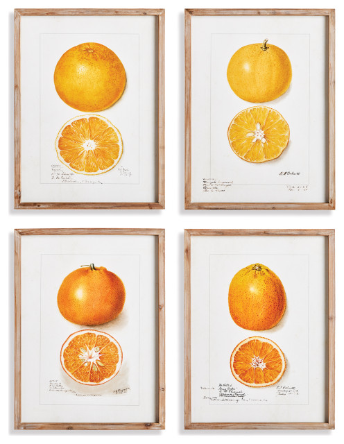 Citrus Study Gallery Art, Set of 4