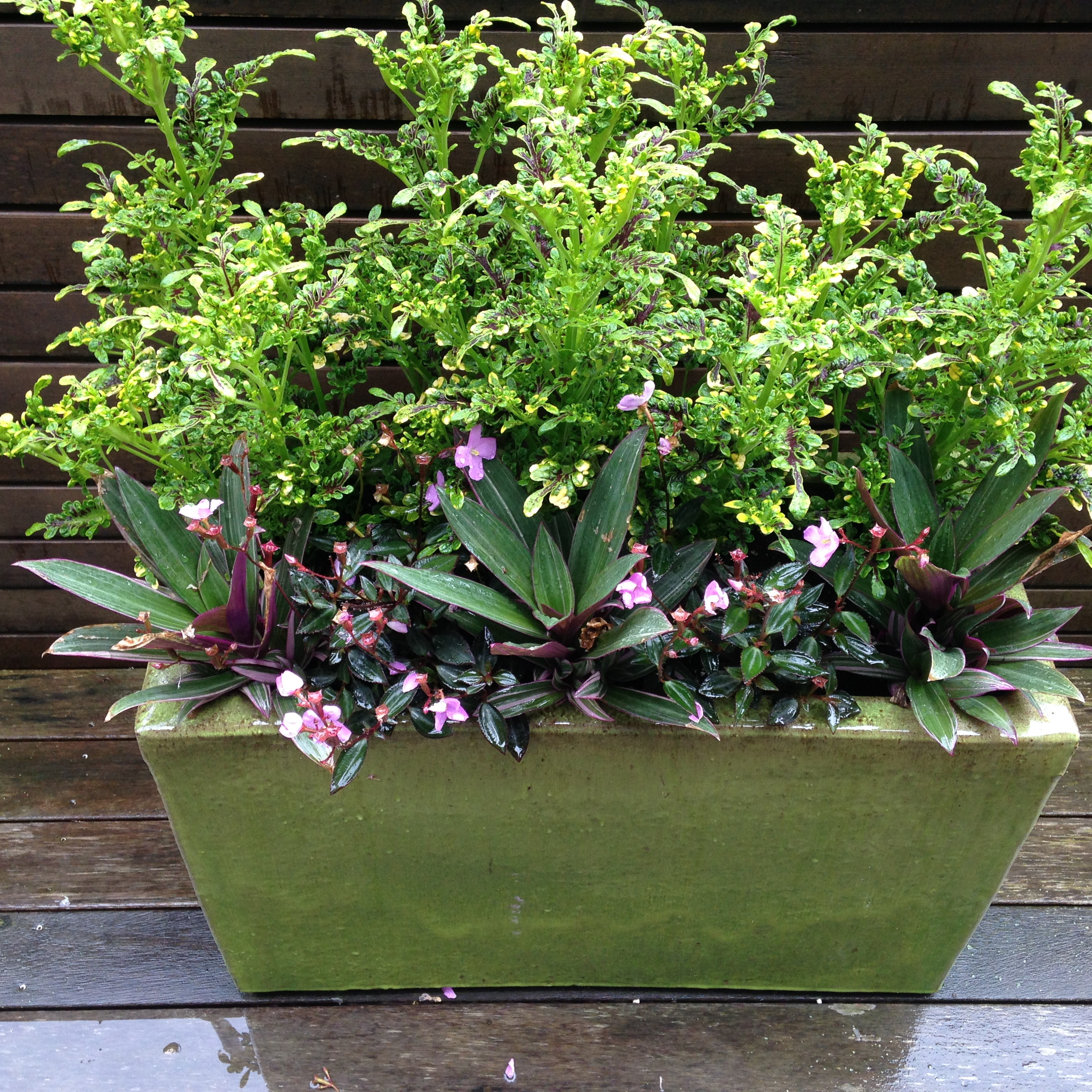 Spring and Summer Container Gardens