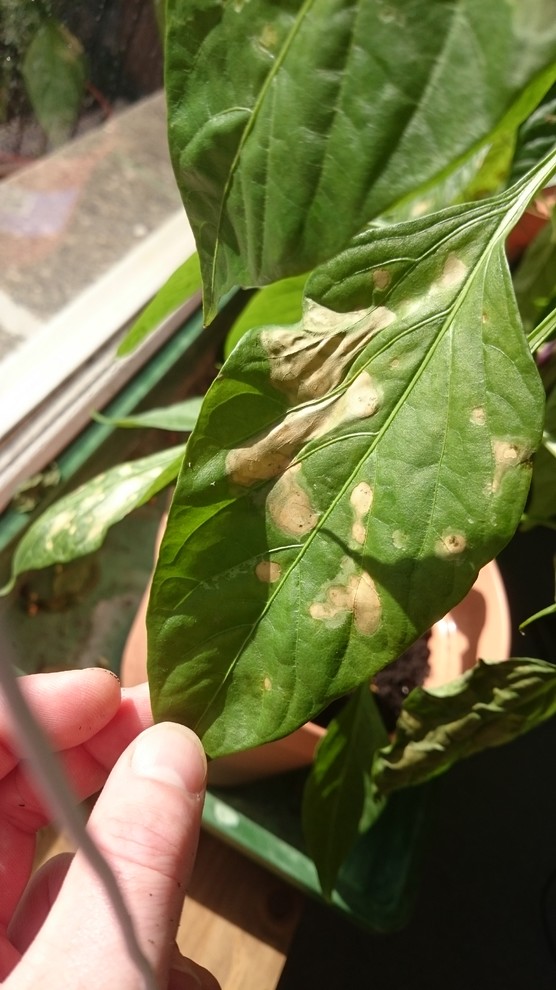Help healthy chilli plant suddenly dying