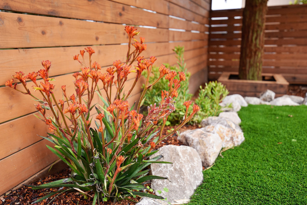 Inspiration for a mid-sized transitional backyard full sun xeriscape in San Francisco with mulch and a wood fence.