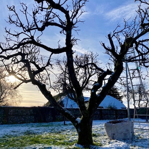 Arboriculture