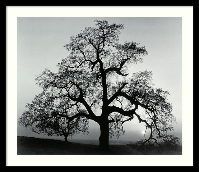 Oak Tree Sunset City California 1962 Framed Print By Ansel Adams Oak Tree Sunset City California 1962 Framed Print By Ansel Adams