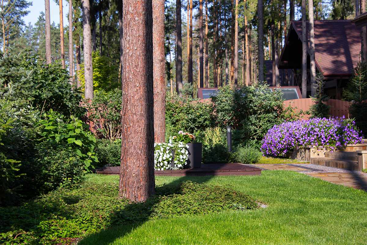 Еловая аллея