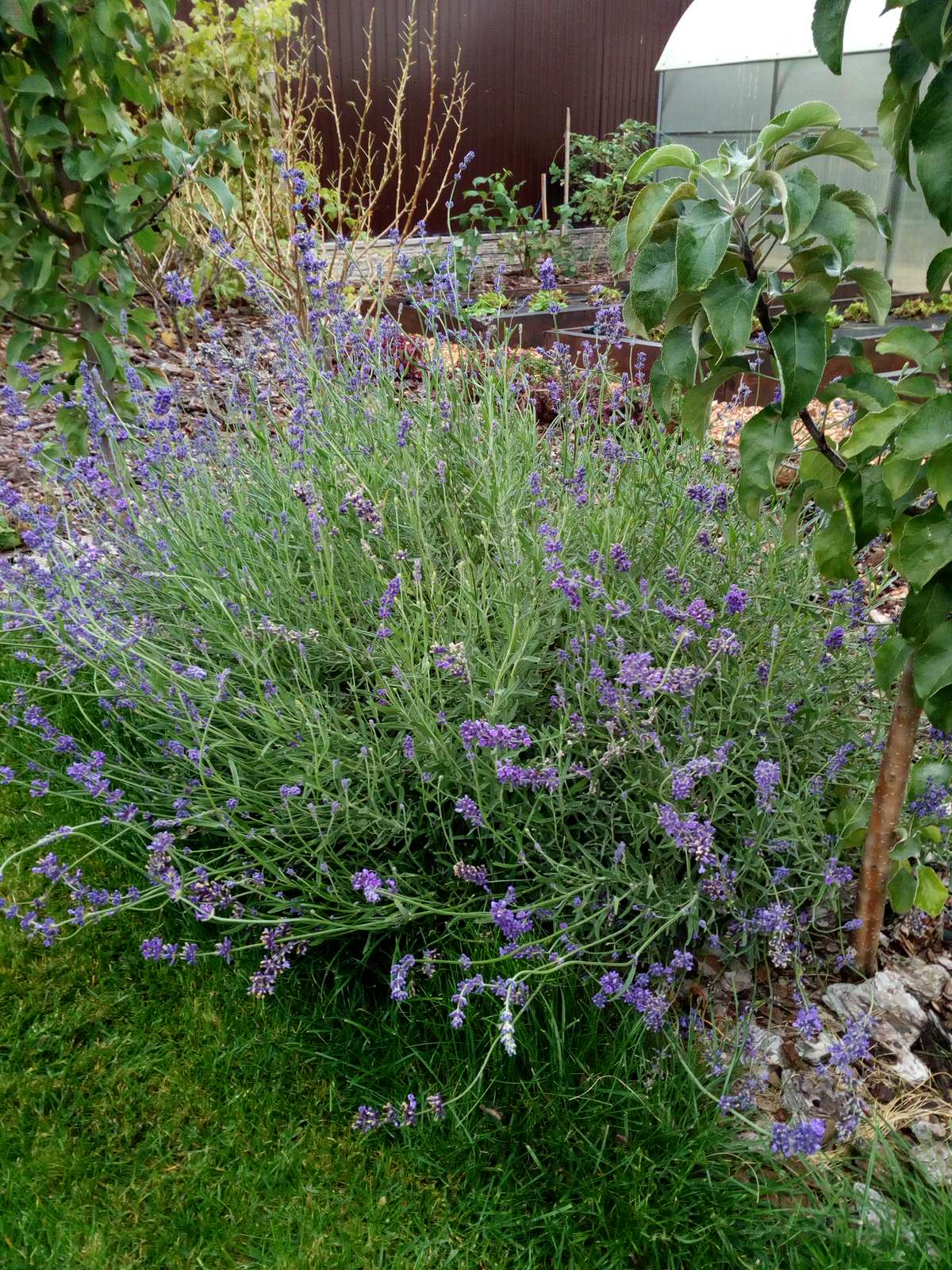 Сад для дружной семьи