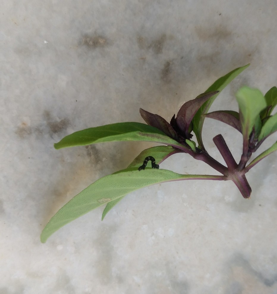 Black worm on my Thai basil