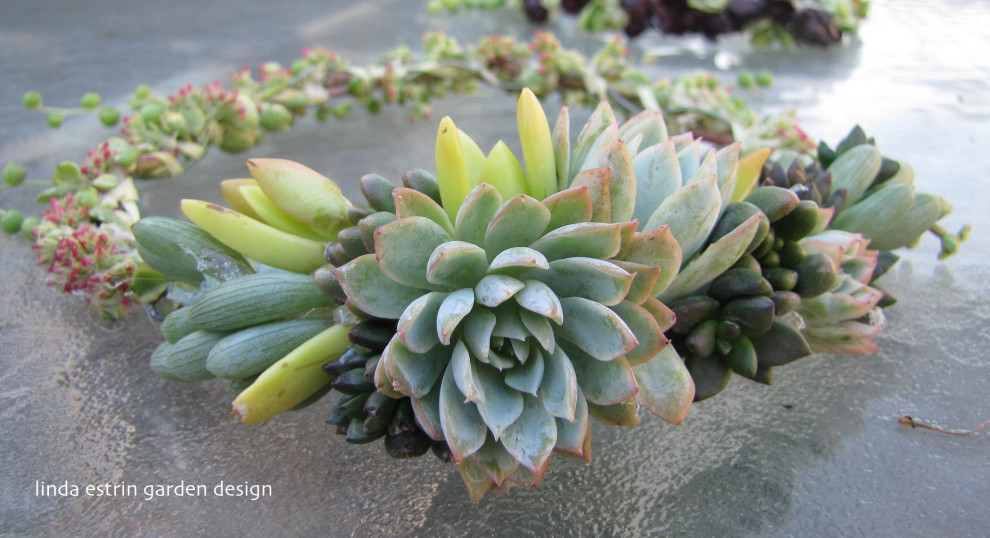 Succulent Hair Garland