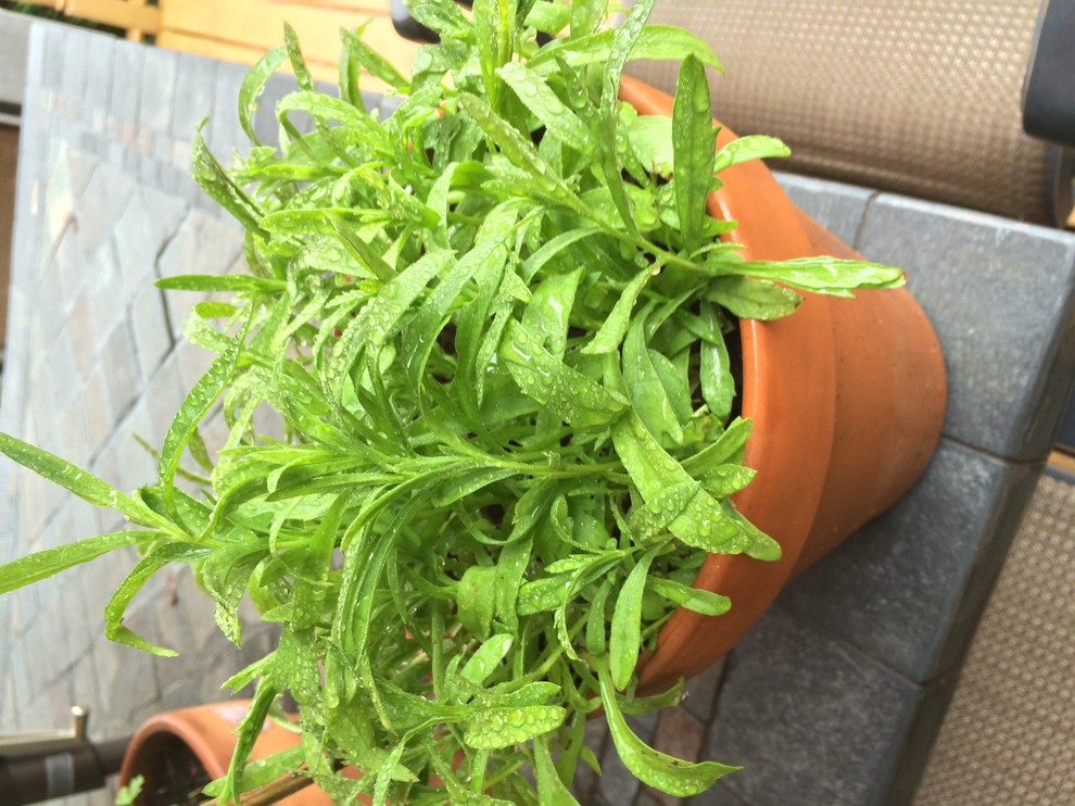 Tarragon doesn't have any flavor