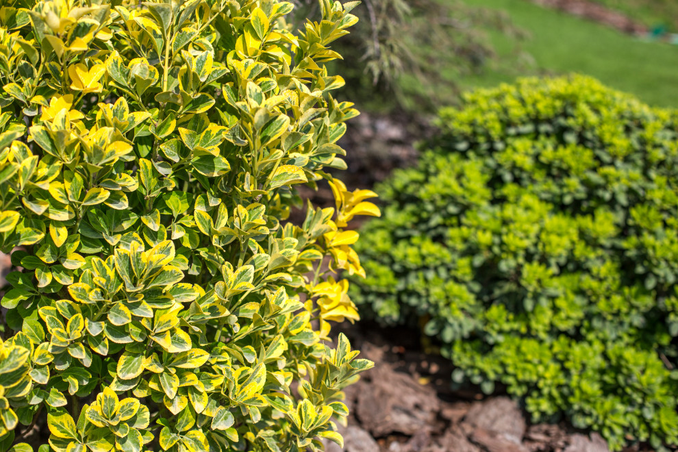 Сириус Сочи