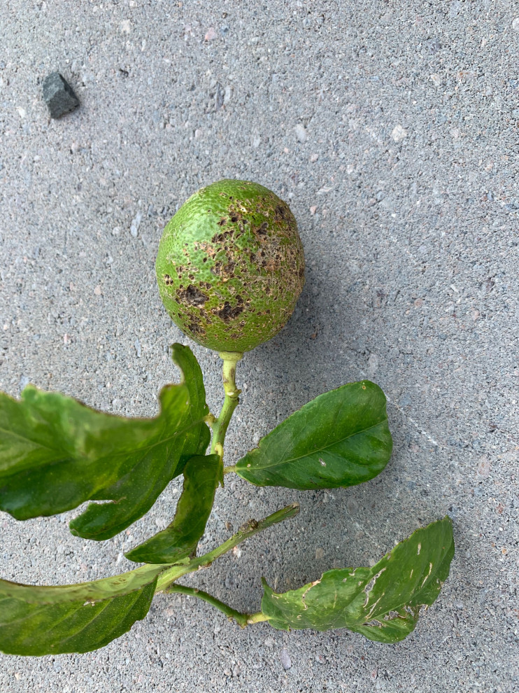 Spots on Lemons what is it?