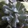 SucculentSavvy (Zone 7b)