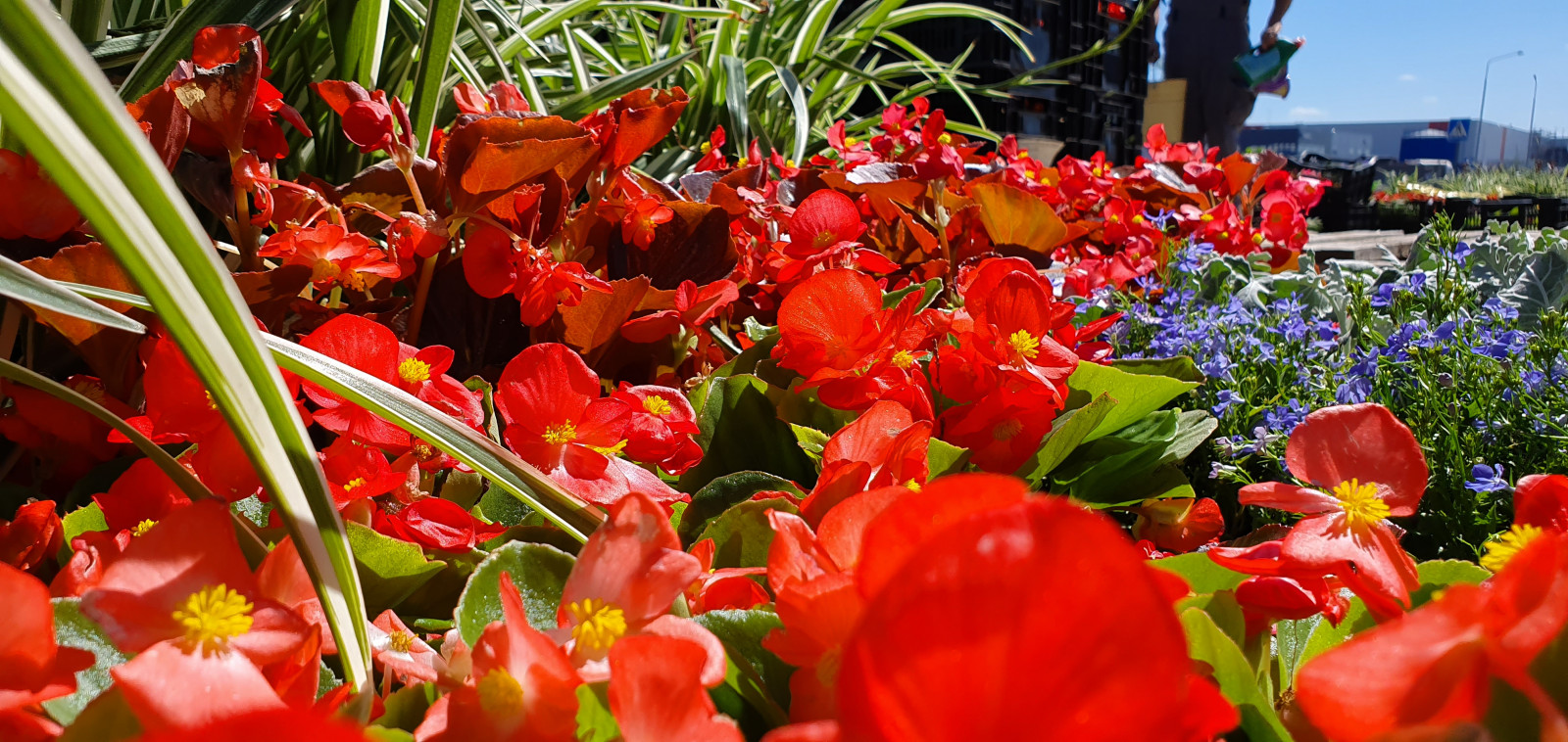 Посадка растений, озеленение