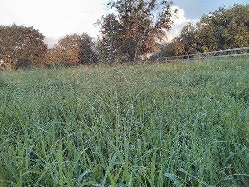 Trouble identifying pasture grass in FL