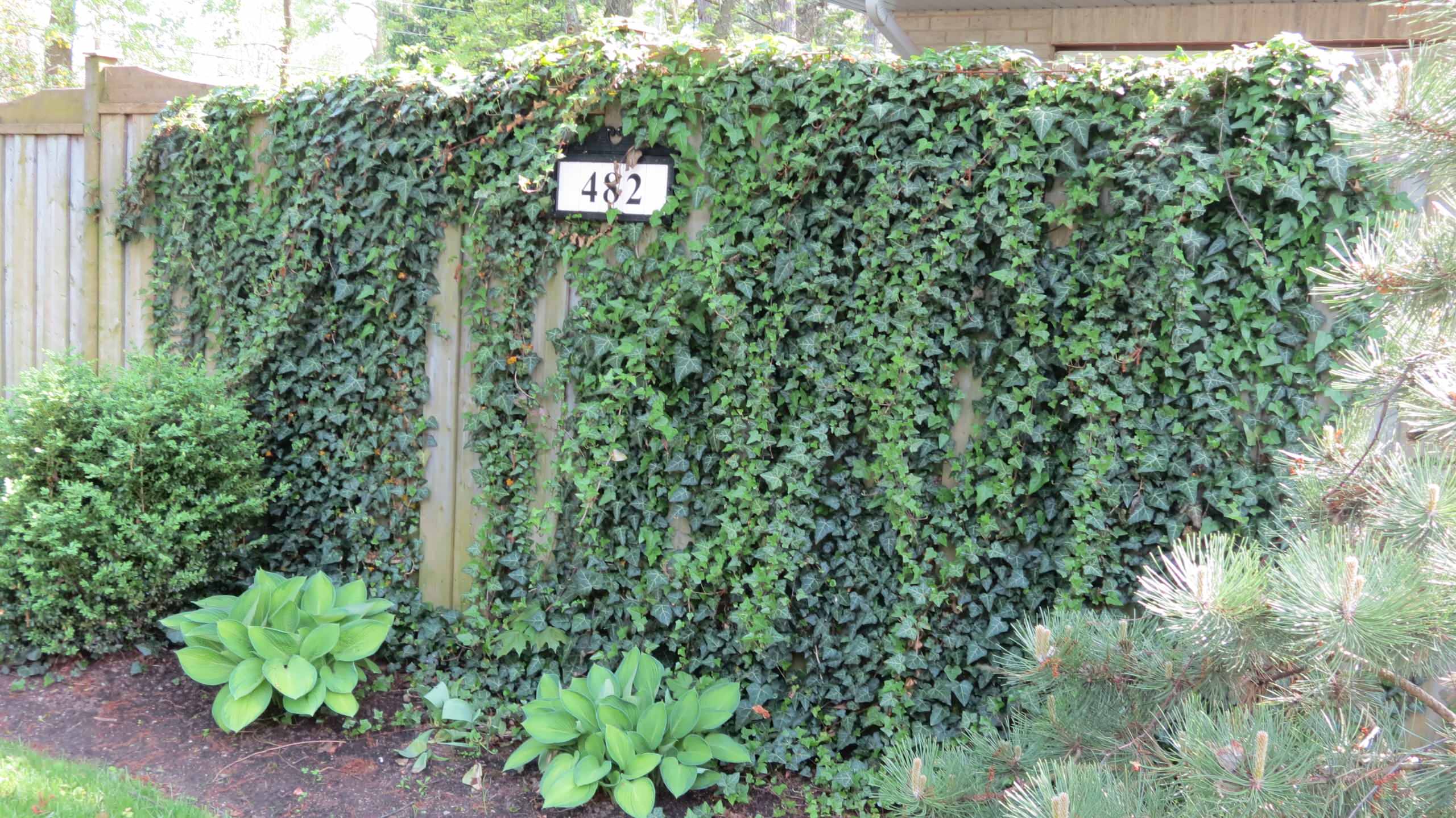 address and ivy