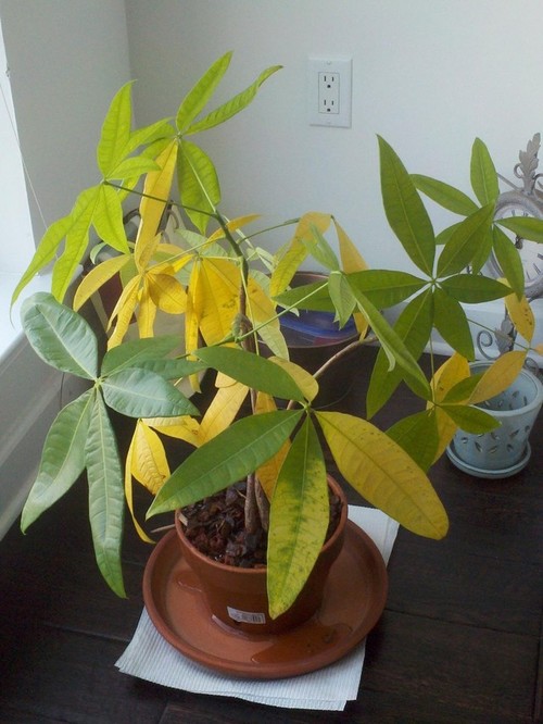 Money Tree Plant Care Yellow Leaves Food Ideas Money Tree Plant Care Yellow Leaves