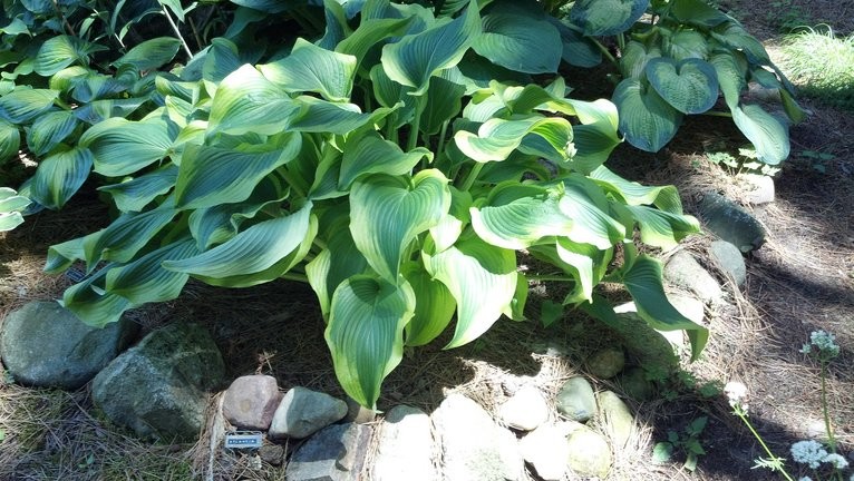 Hostas ‘Abba Dabba Do’ v. ‘Atlantis’