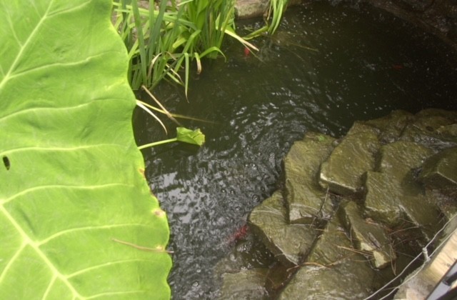 KOI Fish Pond & Waterfalls