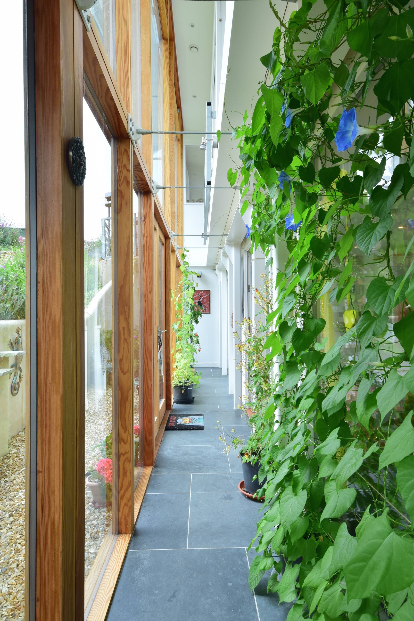 Here is a list of vines & climbing plants that flower for Indian homes.