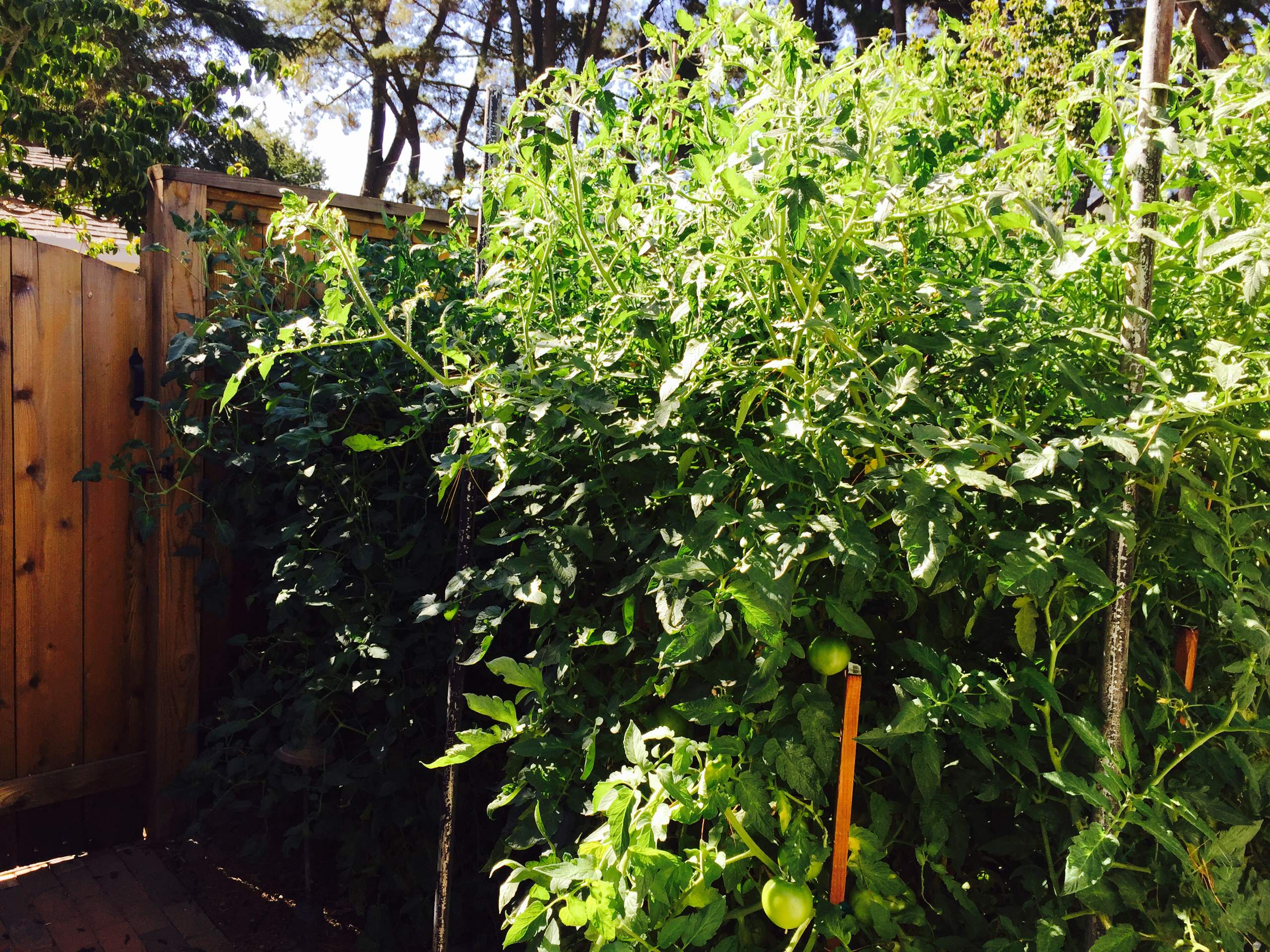 Backyard Garden Tomatoes & Outdoor Shower
