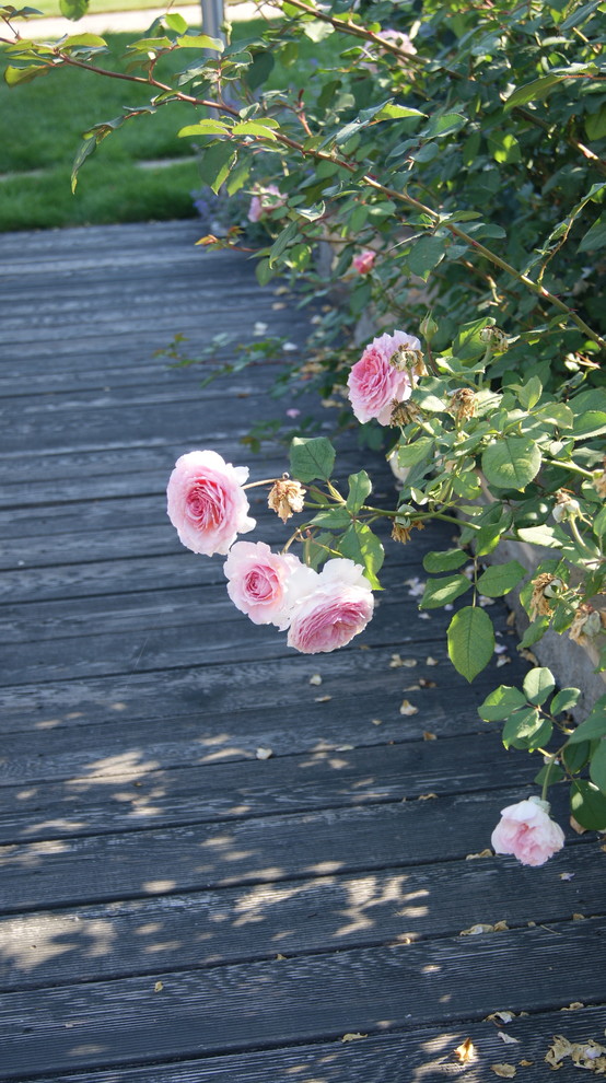 Сад "Европейская сдержанность"