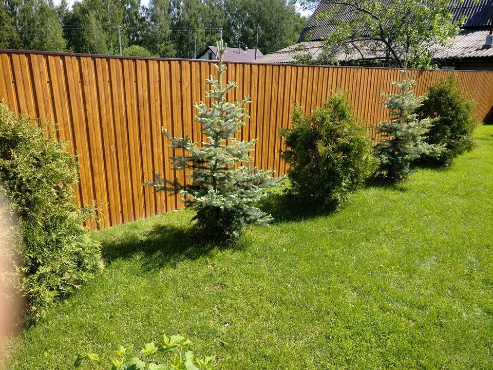 сад, который рисовая я