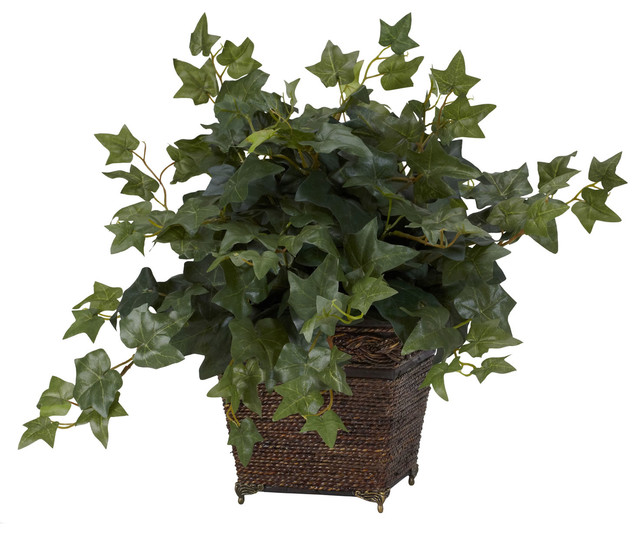 Puff Ivy With Coiled Rope Planter Silk Plant