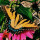 Last commented by Quetzali Esteves