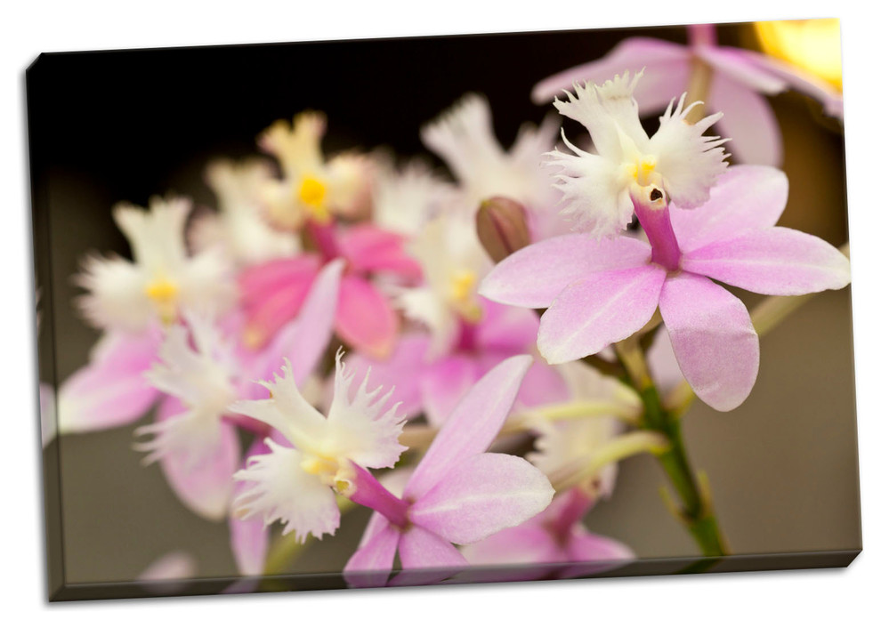 Fine Art Photograph, Orchid Chorus, Hand-Stretched Canvas
