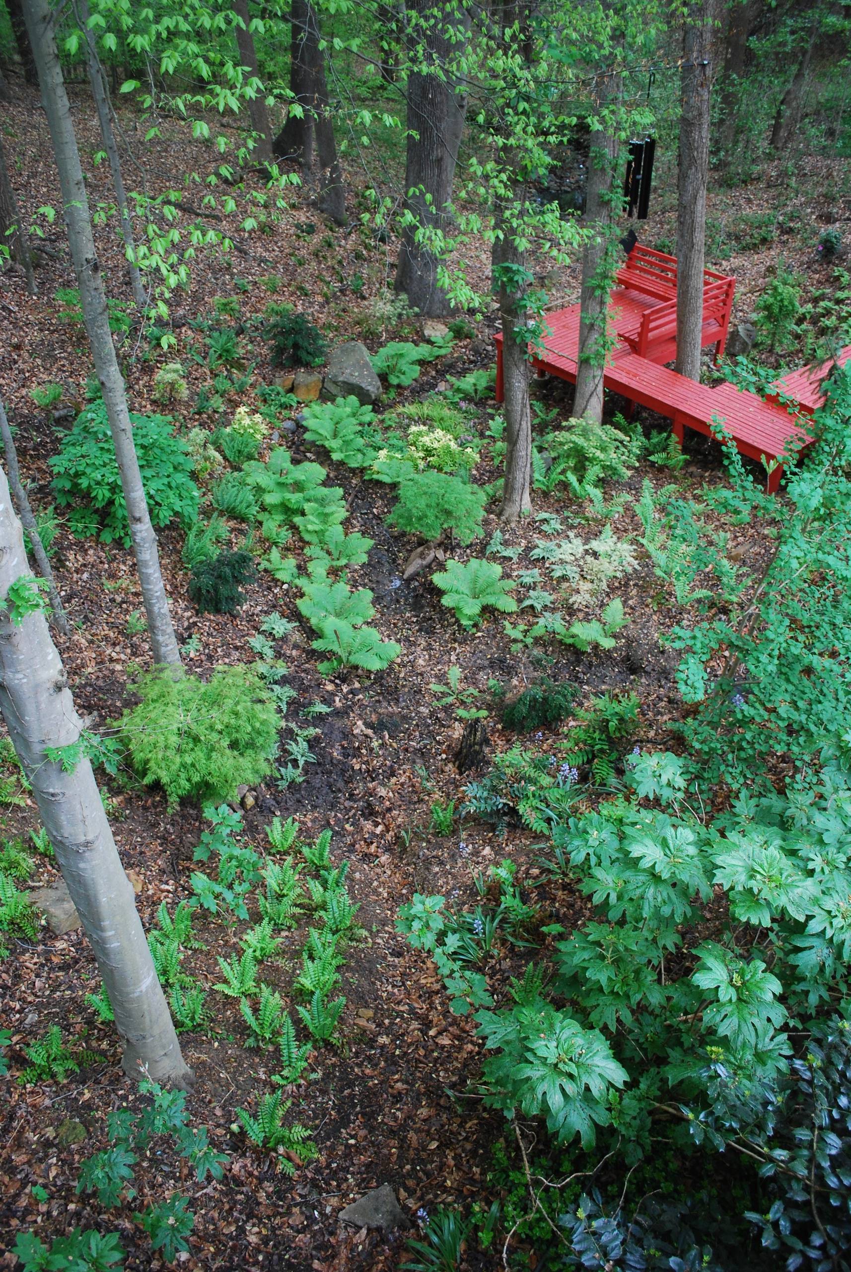 Japanese-inspired fern garden