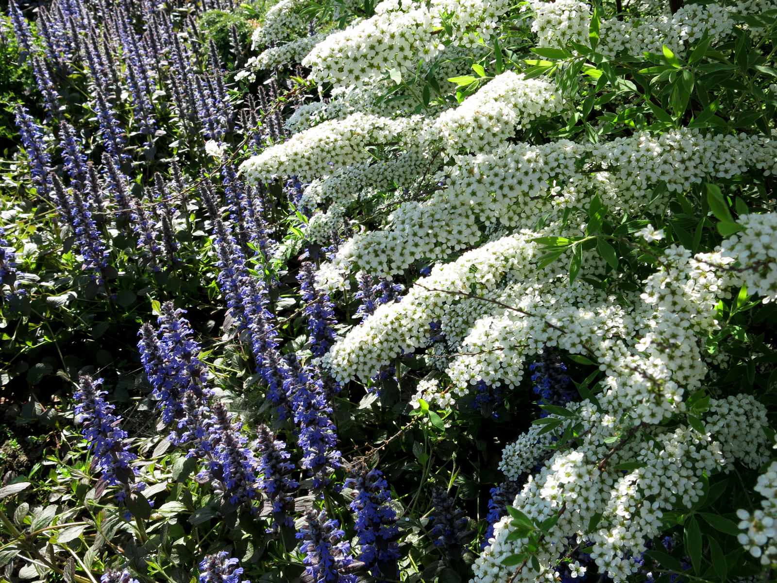 ТЕПЛЫШКО МОЕ. ВЕСНА.