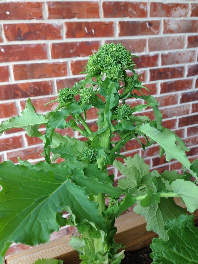 when to harvest broccolini