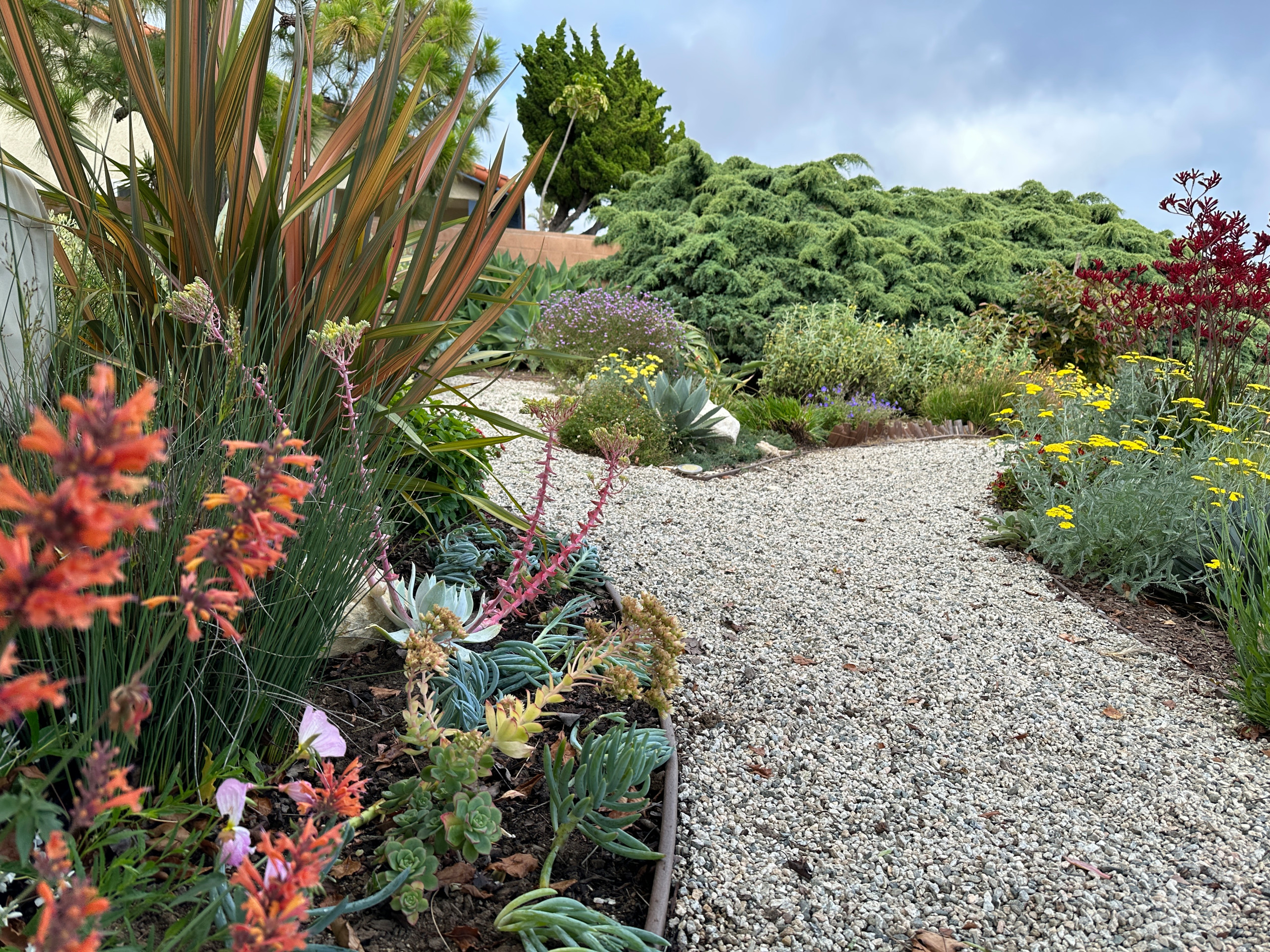 Rancho Palos Verdes, CA - Regenerative California Native Garden